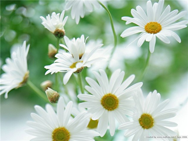 45864118_ae6a39bc331e (640x480, 49Kb)