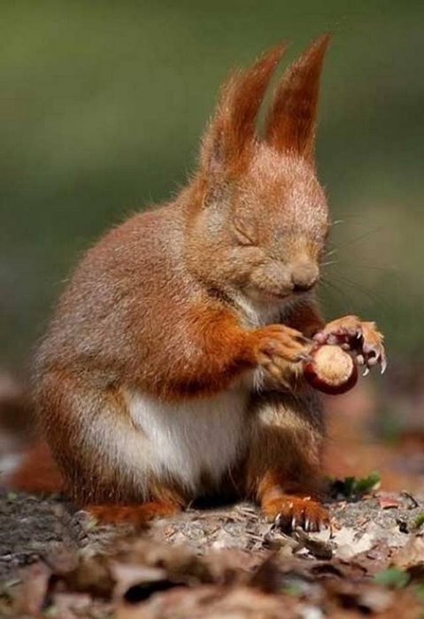 4743317_fotoprozhivotbyh13 (479x700, 183Kb)