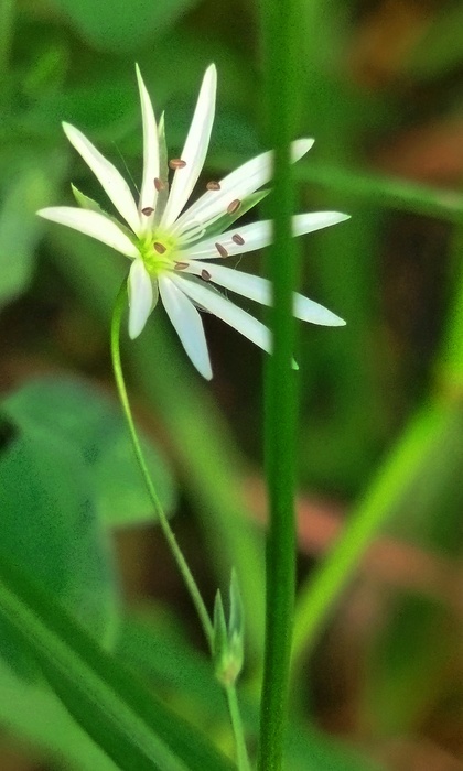  1  (420x700, 92Kb)