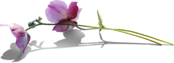 4138752_160465329_martpng7png (342x125, 35Kb)