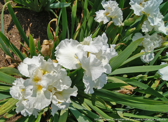 DSC04906 (700x510, 350Kb)
