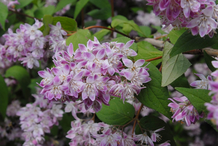 Deutzia_Pink_A-Boo_f_hLF3qr2eB2Pz (700x468, 390Kb)