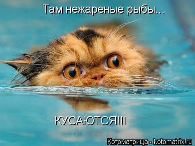 4743317_i22067 (640x480, 68Kb)
