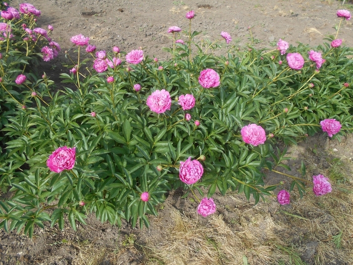 4533467_DSCN77031 (700x525, 375Kb)