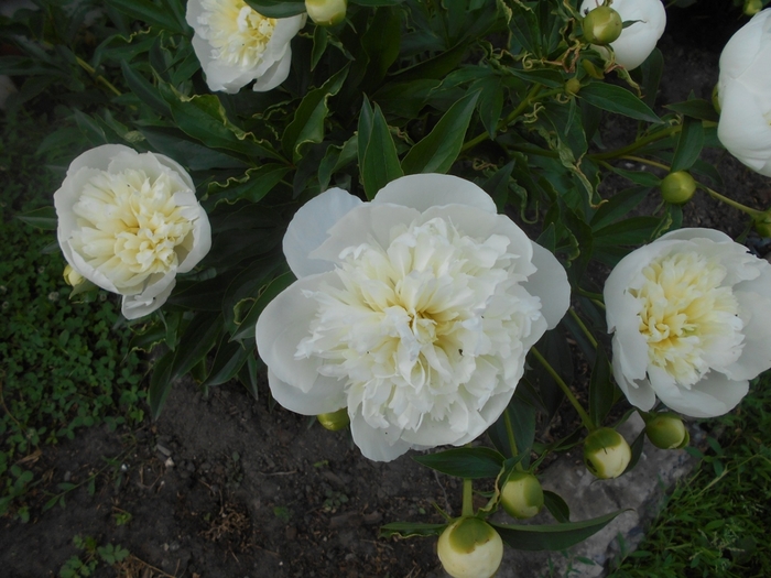 4533467_DSCN77071 (700x525, 261Kb)