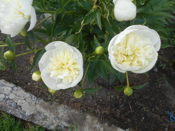 4533467_DSCN77091 (700x525, 284Kb)