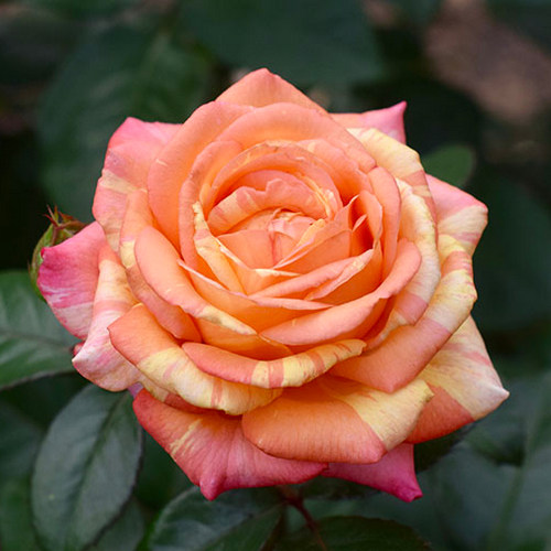 Peach-Swirl_I_02 (900x900, 89Kb)