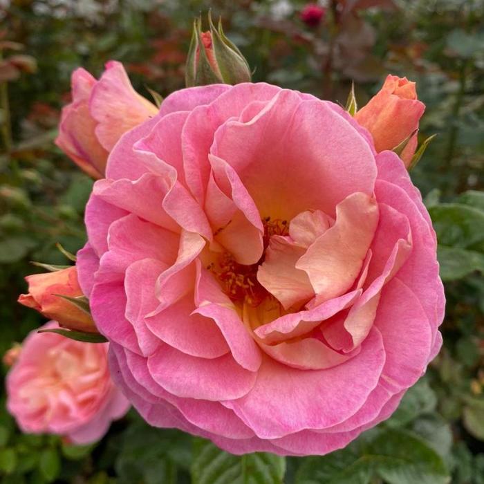 Dornburger-Schlossrose (900x900, 61Kb)