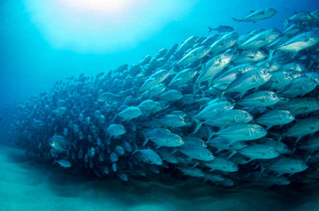 shutterstock_169126661-640x424 (640x424, 383Kb)