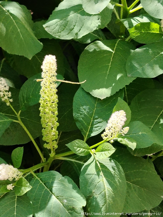 IMG_20250609_115311 (525x700, 368Kb)