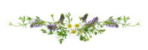 4138752_summerfieldflowersarrangementwhitebackgroundflatlaytopview93423131 (300x102, 5Kb)
