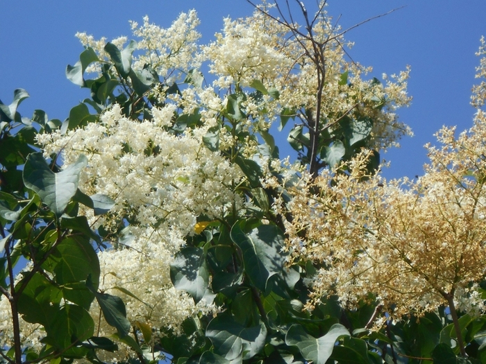 4533467_DSCN77101 (700x525, 351Kb)