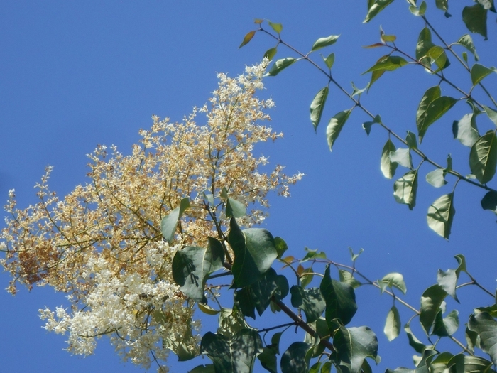 4533467_DSCN77121 (700x525, 293Kb)