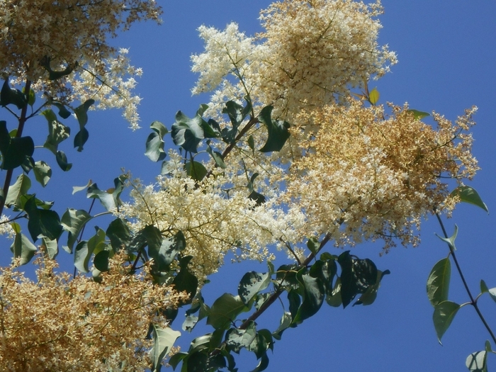 4533467_DSCN77141 (700x525, 333Kb)