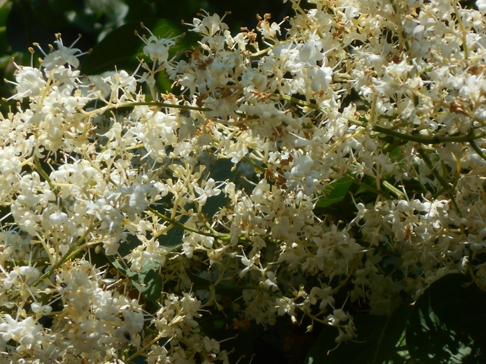 4533467_DSCN77161 (700x525, 341Kb)