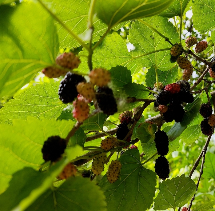 IMG_20250613_104510 (700x686, 410Kb)