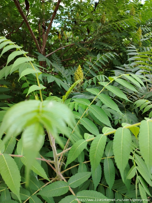 IMG_20250613_155749 (525x700, 387Kb)