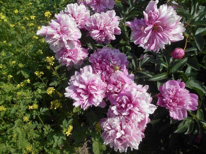 4533467_DSCN77201 (700x525, 351Kb)