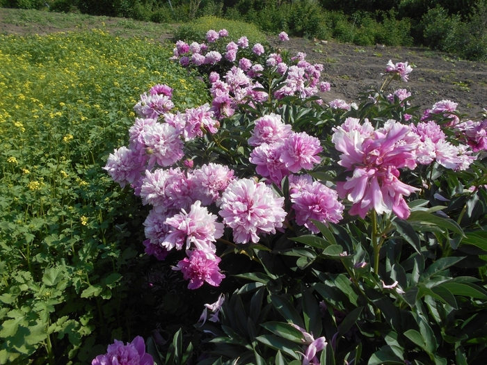 4533467_DSCN77221 (700x525, 363Kb)