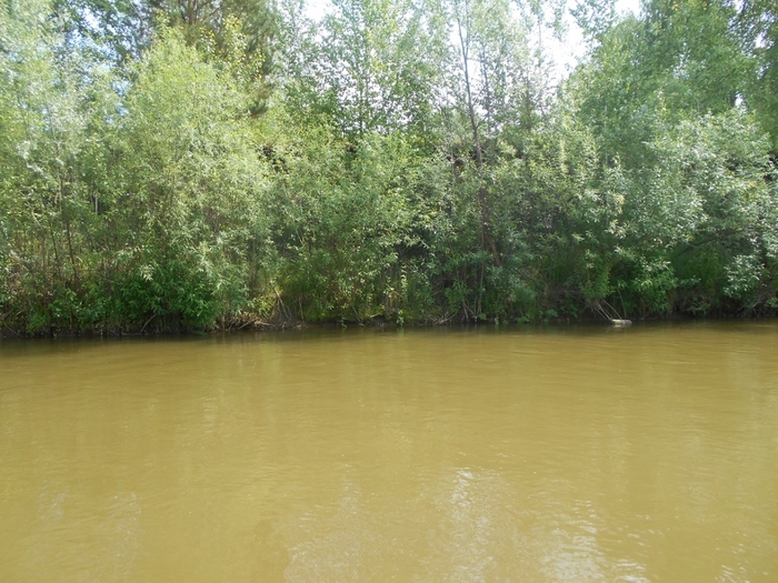4533467_DSCN77341 (700x525, 316Kb)