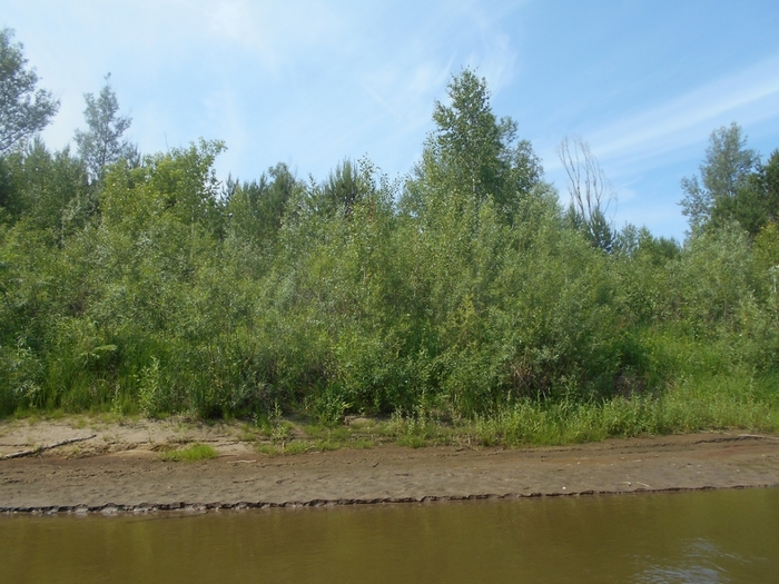 4533467_DSCN77361 (700x525, 284Kb)