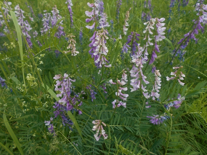 4533467_DSCN77421 (700x525, 335Kb)