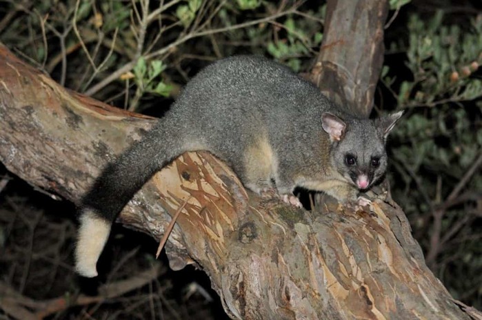 Local-possums-in-Albany-1024x680 (700x464, 100Kb)