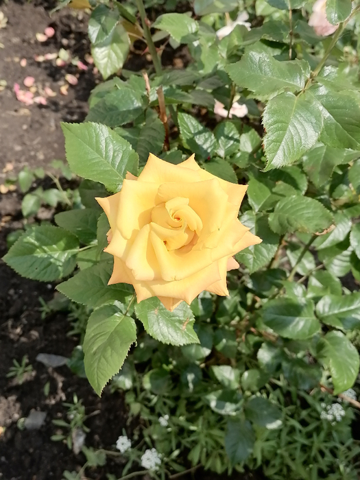IMG_20250615_101837 (525x700, 412Kb)