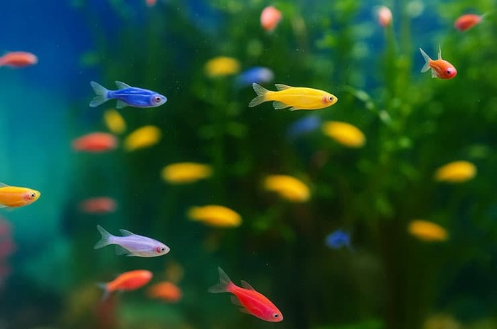 3881963_danioscopy (700x463, 47Kb)