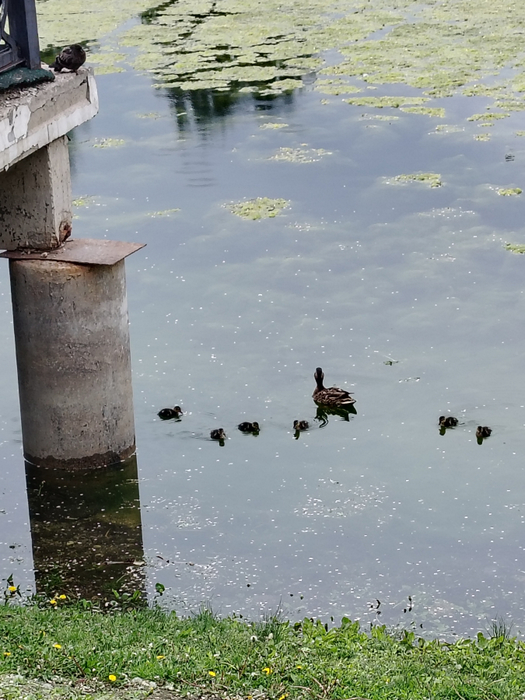 IMG_20250617_005825 (525x700, 387Kb)