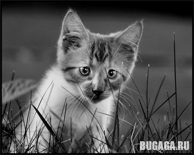 4743317_1140905415_www_pbase_com_pitsaman_peeking_cat (640x512, 56Kb)