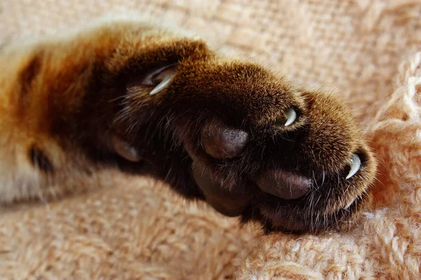 depositphotos_153880396-stock-photo-very-sharp-cats (600x400, 235Kb)