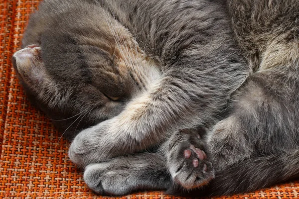 depositphotos_365881490-stock-photo-beautiful-scottish-fold-cat-gray (600x400, 298Kb)