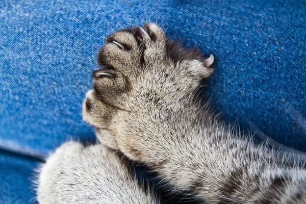 depositphotos_691875988-stock-photo-comfort-tranquility-close-gray-cats (600x400, 306Kb)