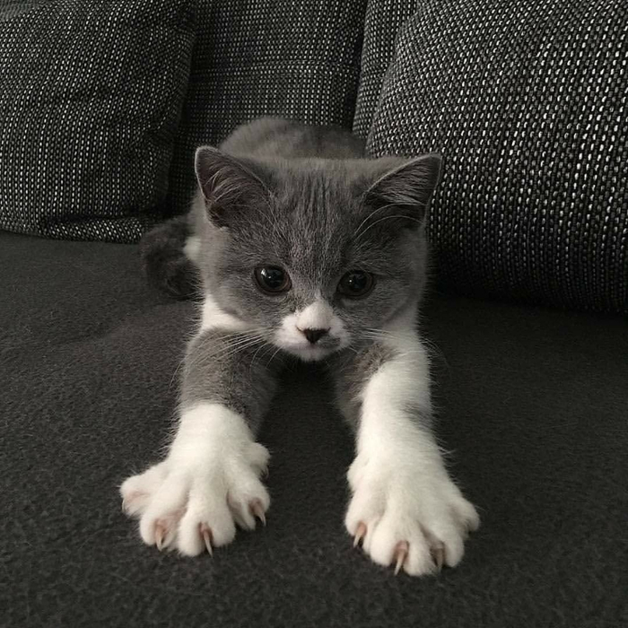 1680265591_animals-pibig-info-p-kotik-mashet-lapkoi-zhivotnie-vkontakte-47 (700x700, 372Kb)
