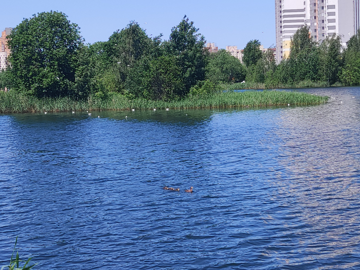 IMG_20250615_130307 (700x525, 545Kb)