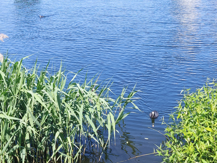 IMG_20250615_130538 (700x525, 624Kb)