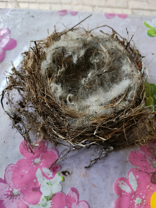 IMG_20250612_153606_115 (525x700, 453Kb)