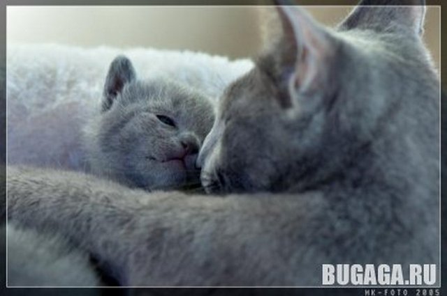 4743317_1140905394_26_11_5_kitten_46 (640x425, 35Kb)