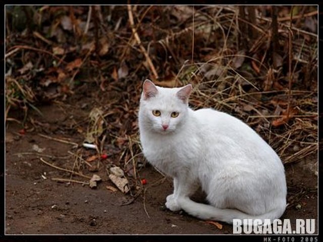 4743317_1140905272_17_11_5_Vlad_21 (640x480, 67Kb)