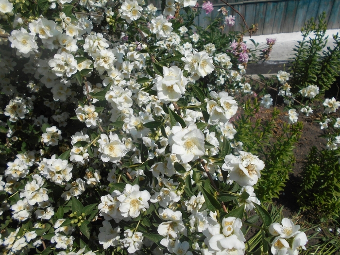 4533467_DSCN77571 (700x525, 362Kb)