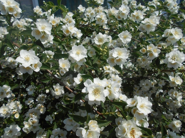 4533467_DSCN77601 (700x525, 345Kb)