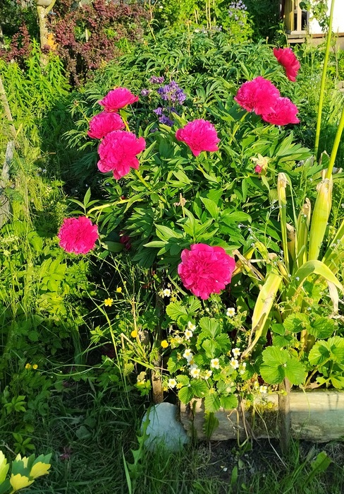 IMG_20250615_192926 (488x700, 237Kb)