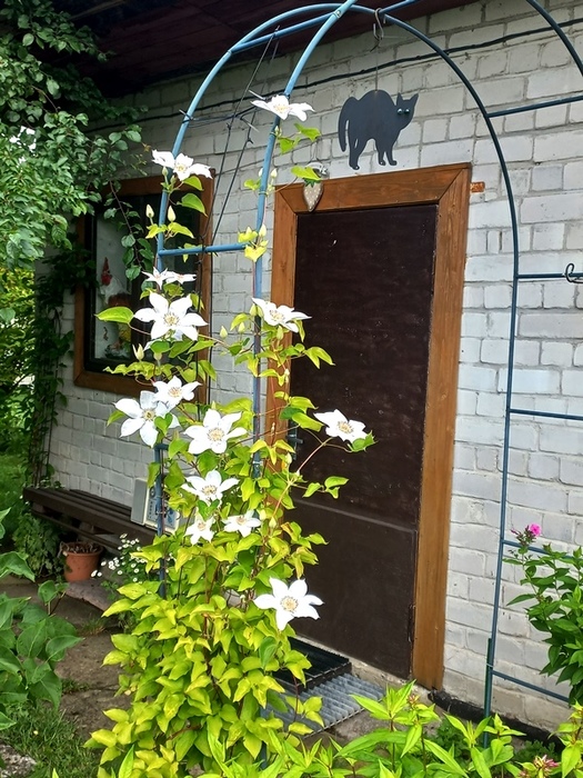 20220709_113840 (525x700, 218Kb)