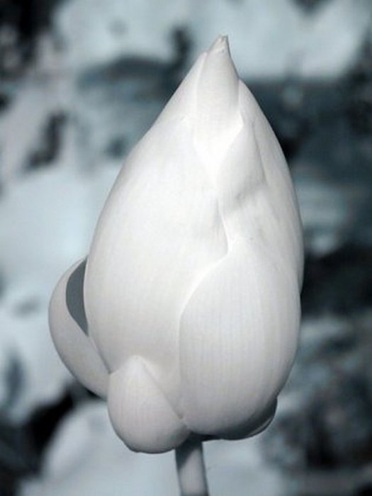 4743317_1143024134_infra206 (525x700, 31Kb)