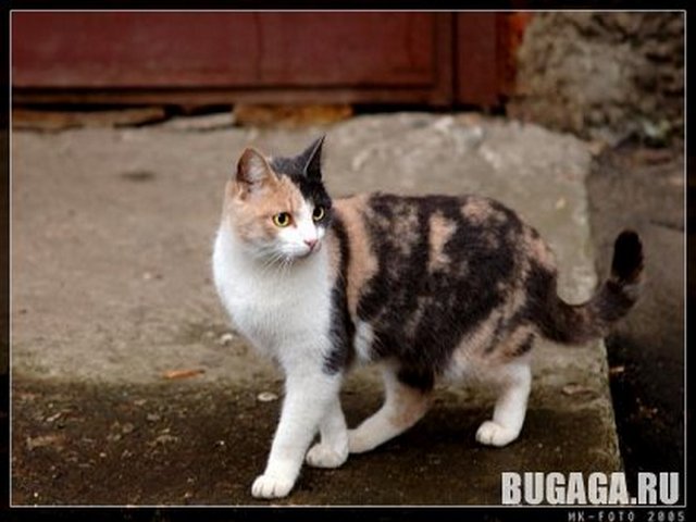 4743317_1140905264_17_11_5_Vlad_19 (640x480, 49Kb)