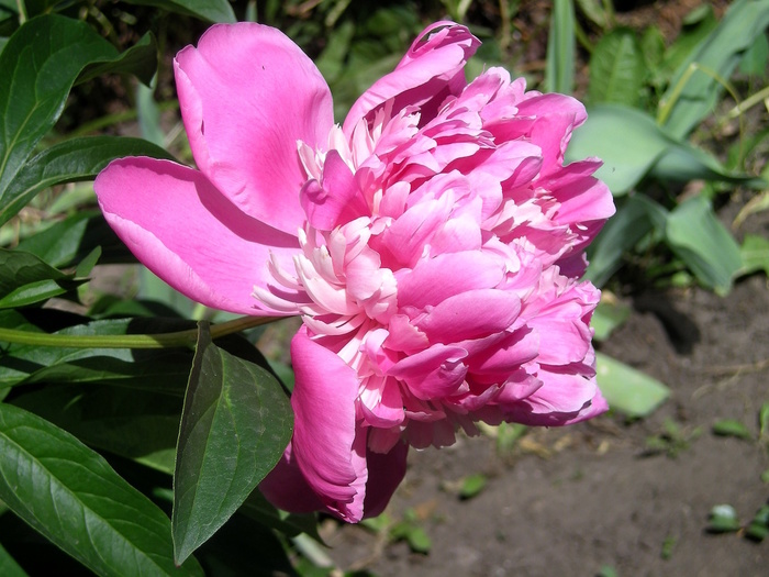 3110383_IMG_0001 (700x525, 152Kb)