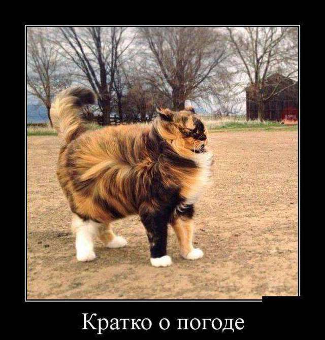 4743317_1442820090_09 (640x670, 57Kb)