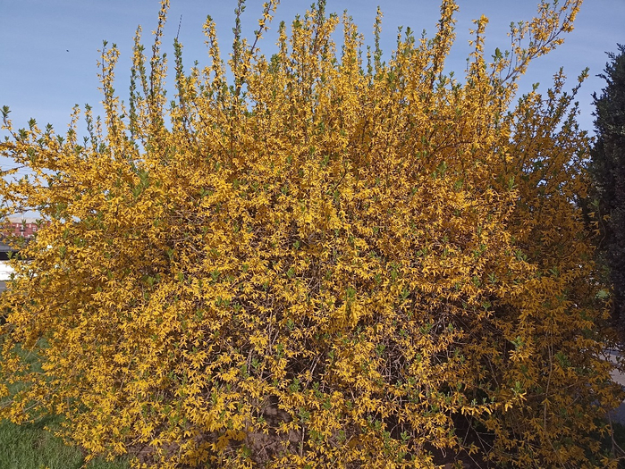 IMG_20240415_164519 (700x525, 674Kb)