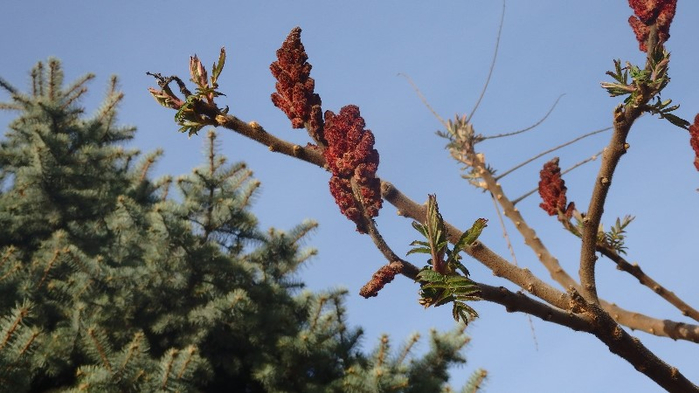 P4150111 (700x393, 277Kb)